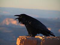 Common Raven